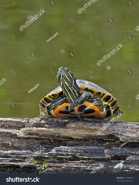 Red Eared Slider Turtle Basking On Log In Pond Stock Photo 11645836