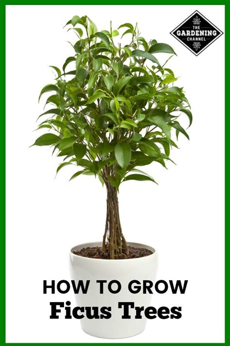 Follow This Guide To Growing Ficus Trees Indoors And Outdoors Indoor Ficus Trees Grow To About