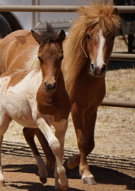 stallions colts sierra miniature horses