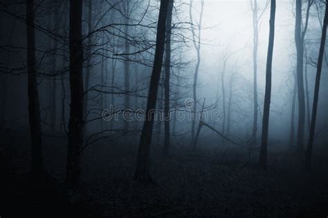 Blue Fog In A Dark Forest With Fog At Night Stock Image Image Of
