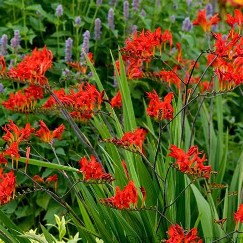 Many of the varieties we offer at park seed are prize winners. Crocosmia Lucerifer|Hummingbird Loving Sun Perennial ...