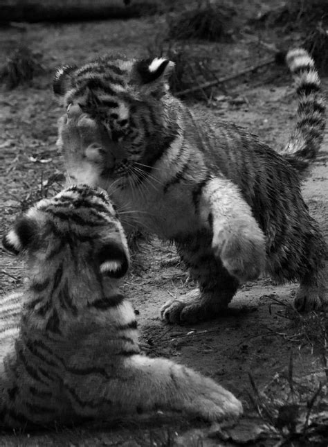 Black And White Tiger Cubs By Sharon Wittebrood