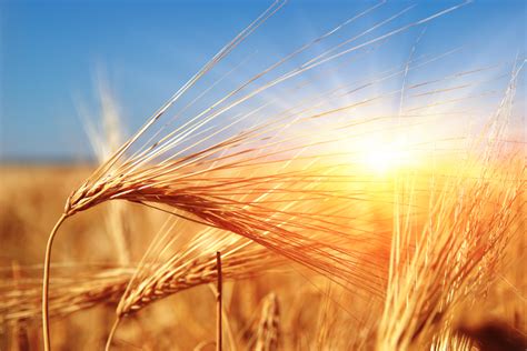 Kansas Wheat Harvest Advances Under Extreme Heat 2018 06 29 Baking