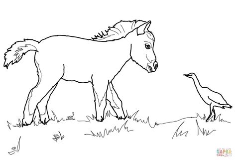 We've selected the most beautiful drawings of horses for you to make stunning creations. Miniature Horse Foal and Bird coloring page | Free Printable Coloring Pages