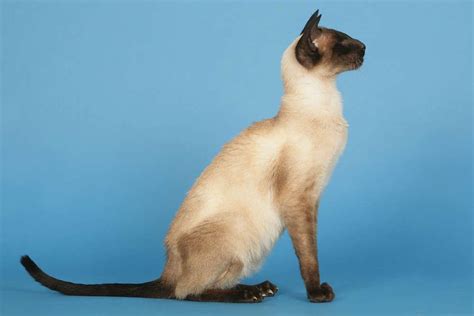 Modern Siamese Seal Point Siamese Cats Blue Point Siamese Cats Cat