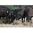 Cattle Feedlot Manager Job Description Salary Skills & More
