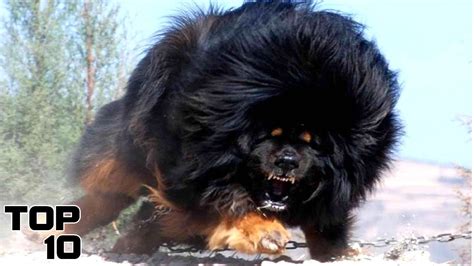 Top 10 Most Dangerous Dog Breeds Youtube