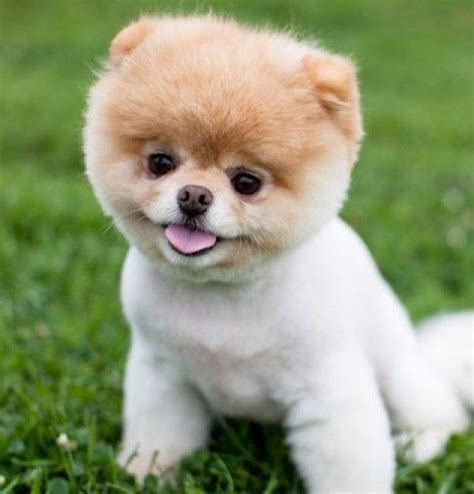 What Kind Of Breed Is Boo The Cutest Dog In The World Boo The