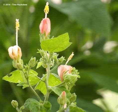 Pam S Pink Turk S Cap Cultivar Plant Identification Butterfly Garden