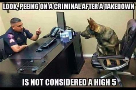 8 Funny Working Dog Memes Thatll Make You Wag Your Tail