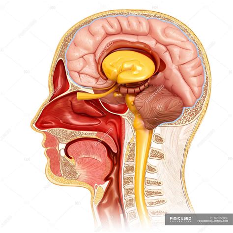 They are obtained by taking imaginary slices perpendicular to the main axis of organs, vessels, nerves, bones, soft tissue, or even the entire human body. Cross-section of human head anatomy — white background ...