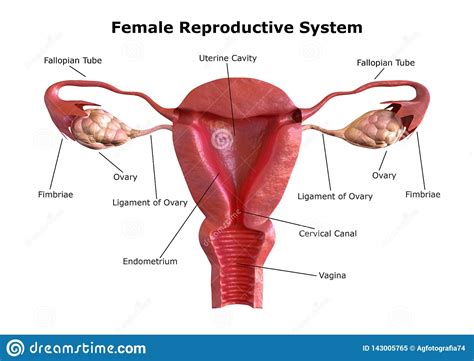 The internal organs are situated within the pelvis, and consist of the ovaries, the uterine tubes, theuterus, and the vagina. Female Reproductive System. Internal View Of The Uterus ...