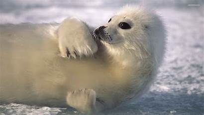 Seal Seals Wallpapers Animals Desktop Harp Animal