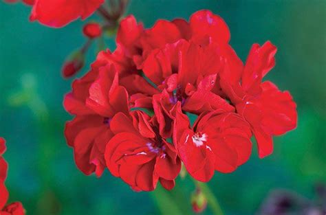 Top 10 Hummingbird Flowers And Plants Hummingbird Flowers Geraniums