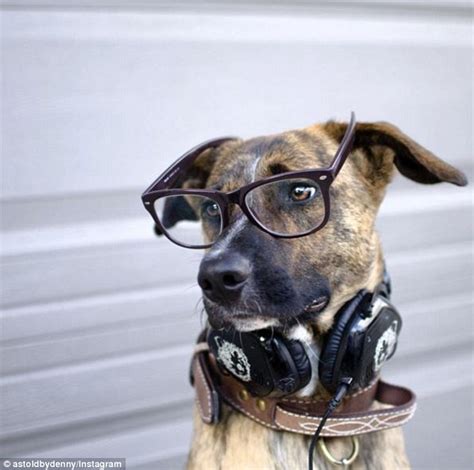 Meet The Hipster Dogs Of Instagram And Theyre Far