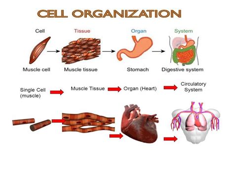 Secondary Organ Systems Resources