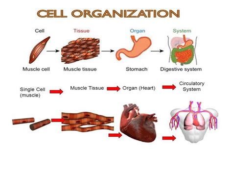 Ppt Cells Tissues Organs And Systems Powerpoint