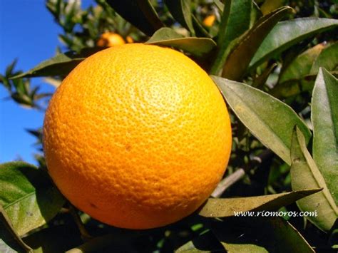 Naranjo Dulce Citrus Sinensis Plantas Riomoros