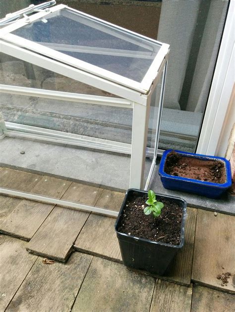 A dying bougainvillea is often due to over watering, slow draining soils and cold temperatures. bonsai - Is my crepe myrtle dying because of winter season ...