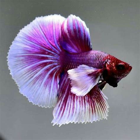 Beautiful Types Of Betta Fish With Amazing Pictures My Xxx Hot Girl