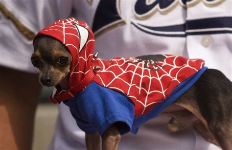 Cute Dogs Dressed As Superheroes 17 Pics Amazing Creatures