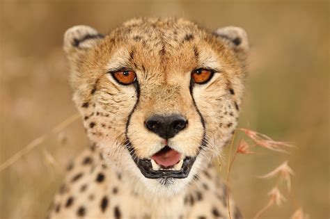 Top 5 Kenya Safari Animals And Where To Find Them