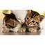 HD – Playful Kittens  Wallpaper Download