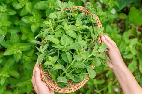 How To Harvest Mint Without Damaging Your Plants Blue Pathy