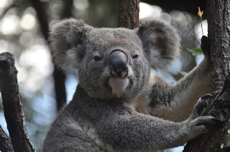 Top 9 Amazing Australian Animals The Mysterious World