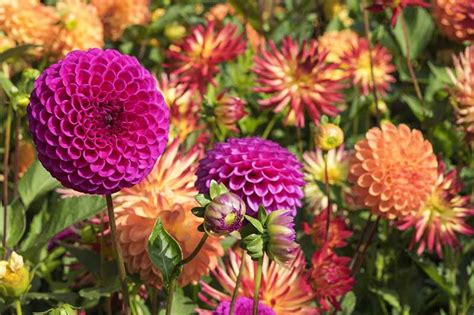 Dahlia Flower Types A Guide To Dahlia Classification Gardeners Path