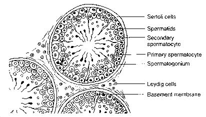 Testis Cross Section Labeled