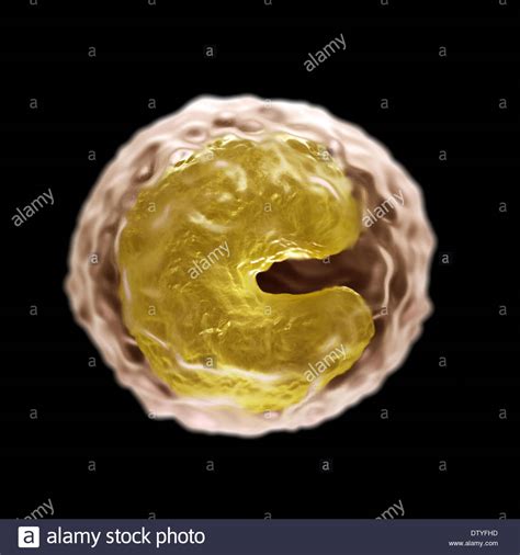 Monocyte Cell Stock Photo Alamy