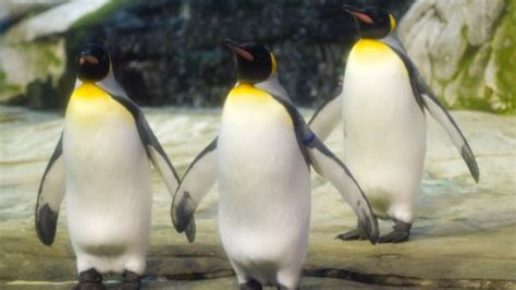 Berlin Gay Penguins Adopt Abandoned Egg Bbc News