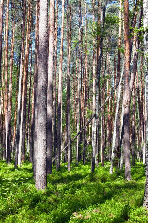 Pine Forest Stock Image Image Of Rural Back Reforestation 55519917