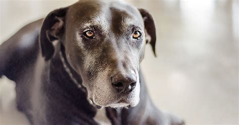 5 Reasons For Adopting A Senior Dog