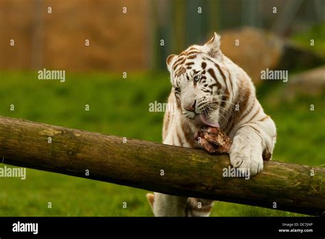 Tiger Eating Meat High Resolution Stock Photography And Images Alamy
