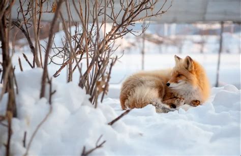 Do Foxes Hibernate Where Do They Live And Eat In Winter Ultimate