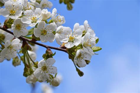 Cherry Blossoms Flowers Over Blue Sky Close Up Almond Tree Aromatic