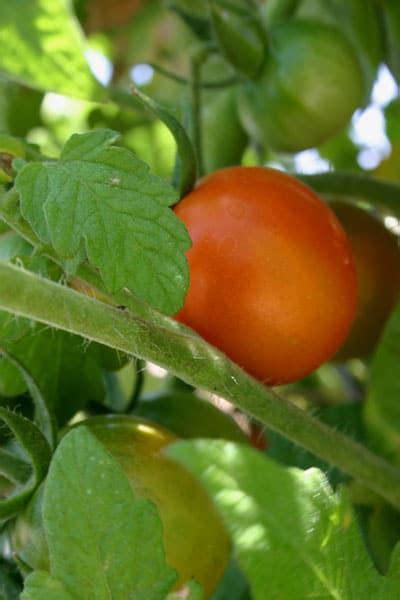 How To Grow Patio Tomatoes Gardening Channel