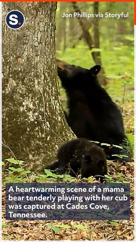 mama bear and cub enjoy precious play time ursidae this it too cute by storyful