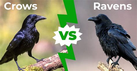 Difference Between Crow And Raven