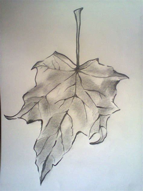 My Maple Leaf Pencil Sketch Pencil Sketch Pencil