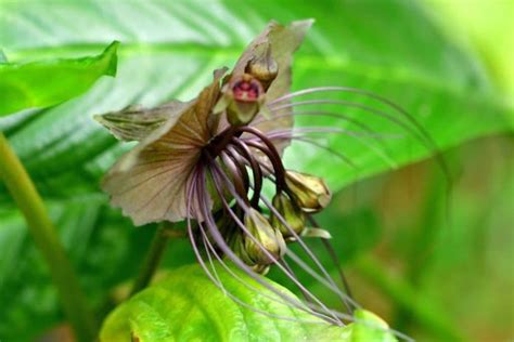 14 Beautiful Flowers That Look Like Birds With Pictures