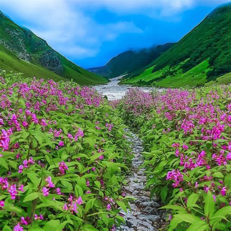How To Reach Valley Of Flowers Altitude Adventure India