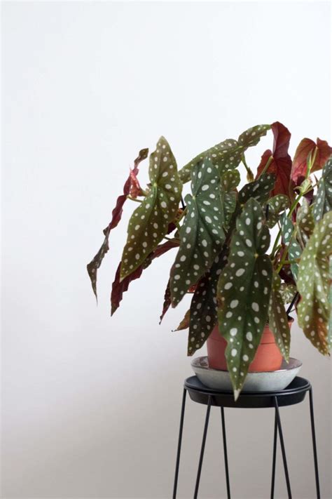 They have long green leaves covered in white polka dots with red bottoms that look almost prehistoric. The green club (With images) | Begonia maculata, Begonia ...