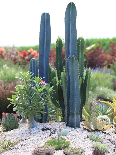 Do you classify cactus as thorny plants that grow in desserts? Cacti and Succulents for Borders and Accents | HGTV