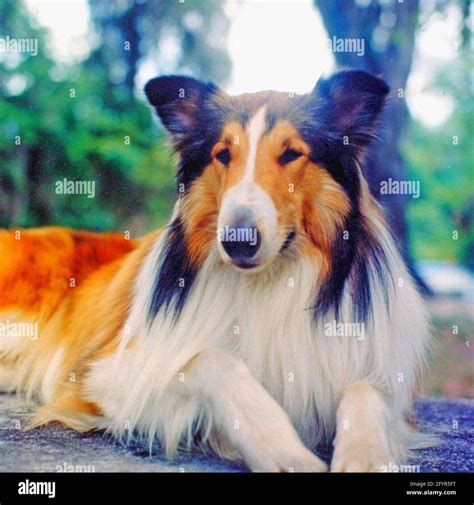 What Type Of Collie Was Lassie