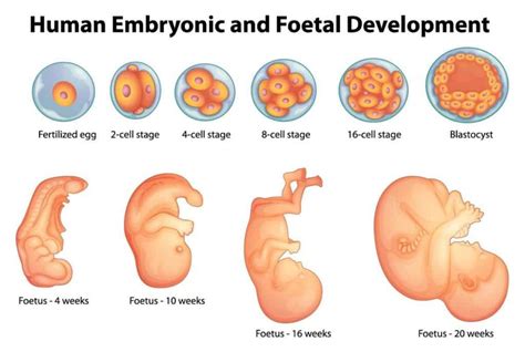 El Desarrollo Del Bebé Antes De Nacer Bebés Y Embarazos
