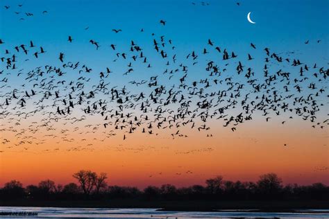 10 Of The Best Places To See Migrating Birds