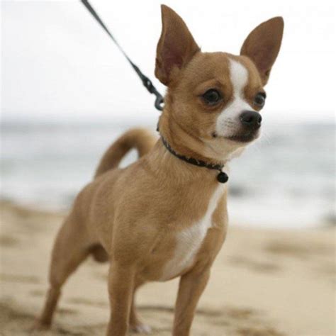 20 Razones Por Las Que No DeberÍas Tener Un Perro Chihuahua Como
